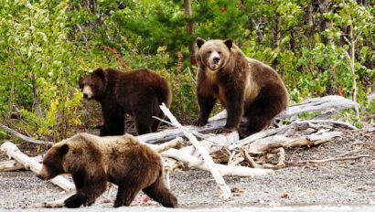 Traveling and Camping in Bear Country: Dos and Don'ts