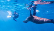 Woman snorketing with a sea lion in the Galapagos.